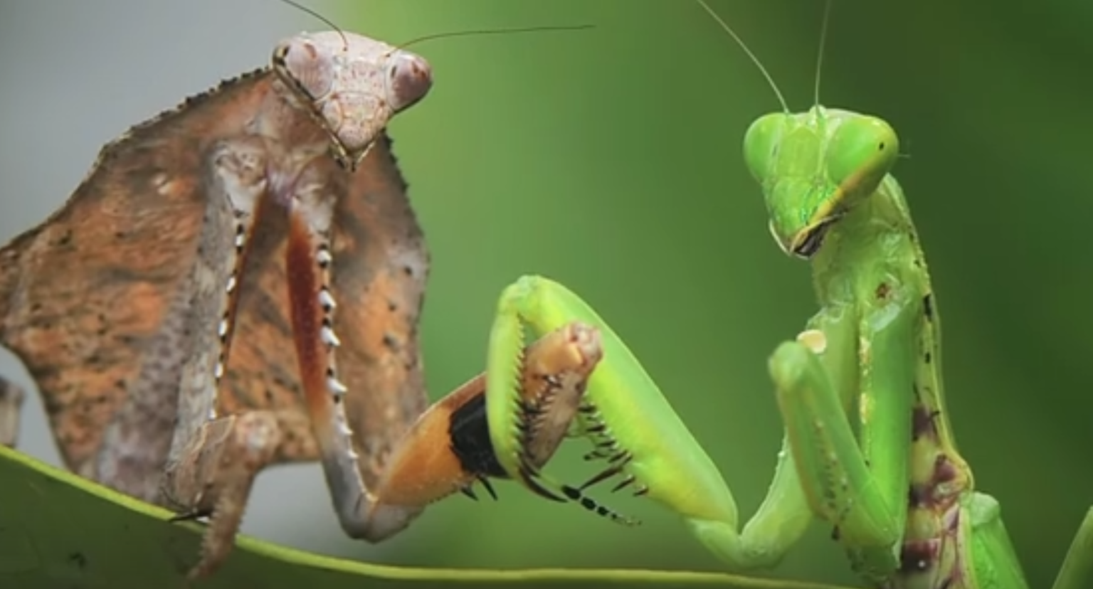 Mantis animations. Самец богомола. Самка Богомолов ест самца. Жук богомол. Самка богомола.